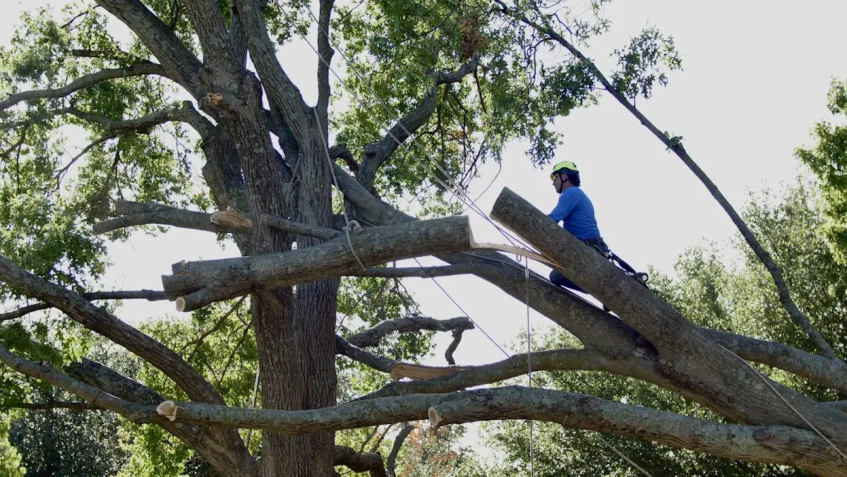 Professional Crown Thinning performed by certified arborists in Palos Park