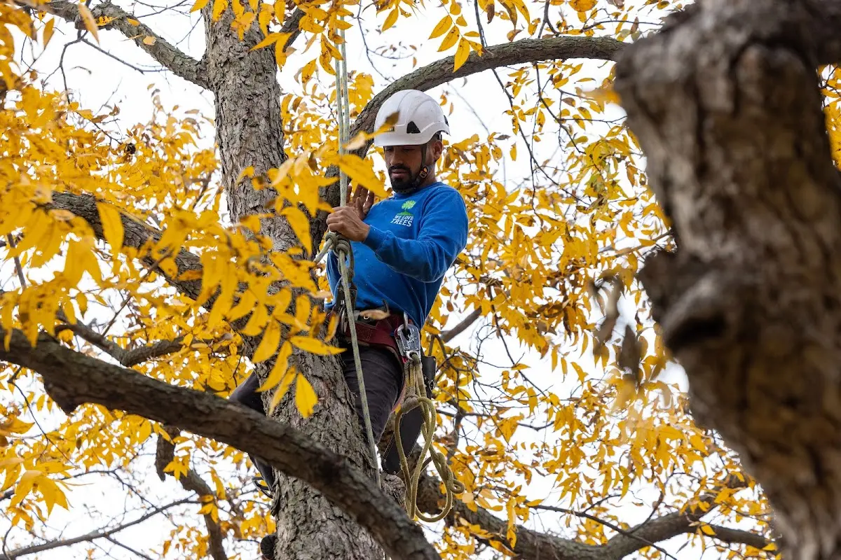 Skilled Tree Trimming crew working in Palos Park