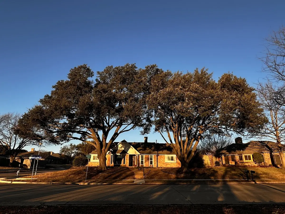 Established residential canopy tree shading a home in Palos Park